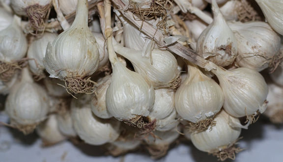 Tỏi Phan Rang - Shop Online