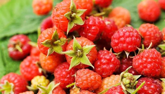 Phúc Bồn Tử Bửu Trương - Shop Online