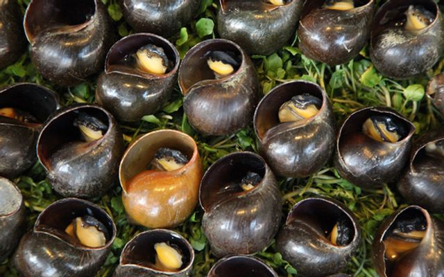 Vú heo nướng chao