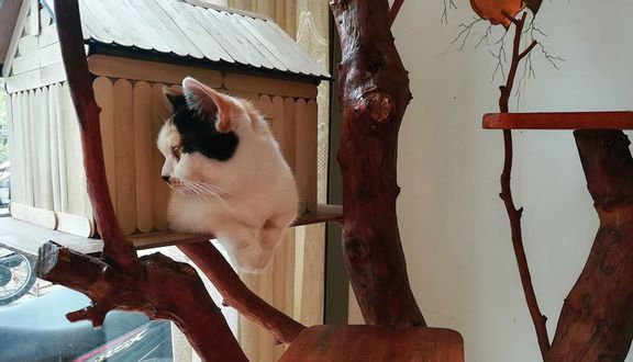 Neko Chan Cat Cafe