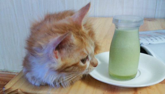 Kuro Cat Coffee