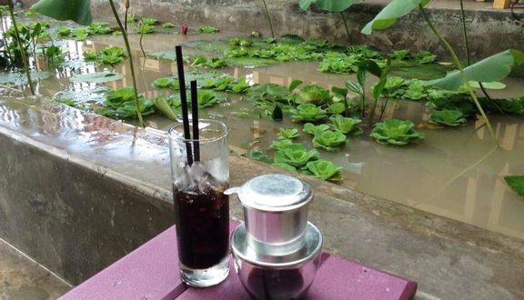 Hoa Sim Tím Cafe