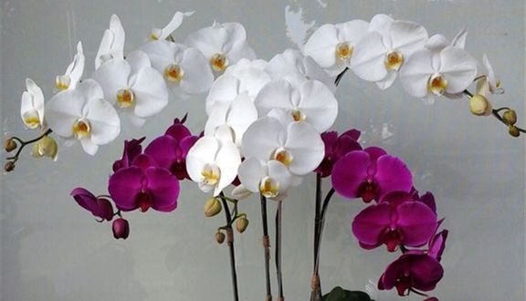 Anh's Flower - Nguyễn Văn Trỗi