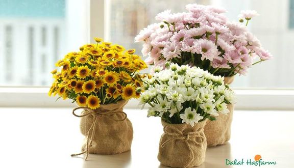 APT04LB232 - Bó Hoa Cẩm Chướng Nhánh - Hồng