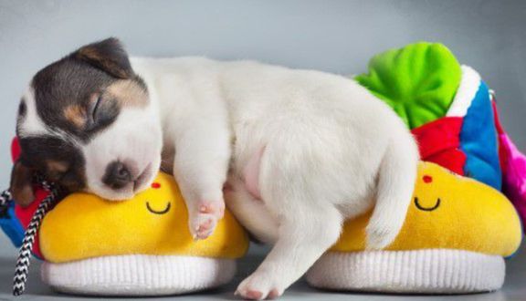 Happy Pets - Phòng Khám Thú Y