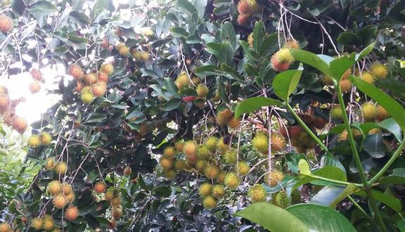 Vườn Trái Cây Tư Tuấn