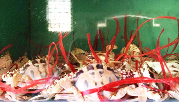 Nam Đức Seafood - Cửa Hàng Hải Sản