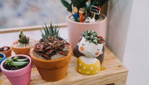 Little Fairy - Sen Đá Xương Rồng Tiểu Cảnh