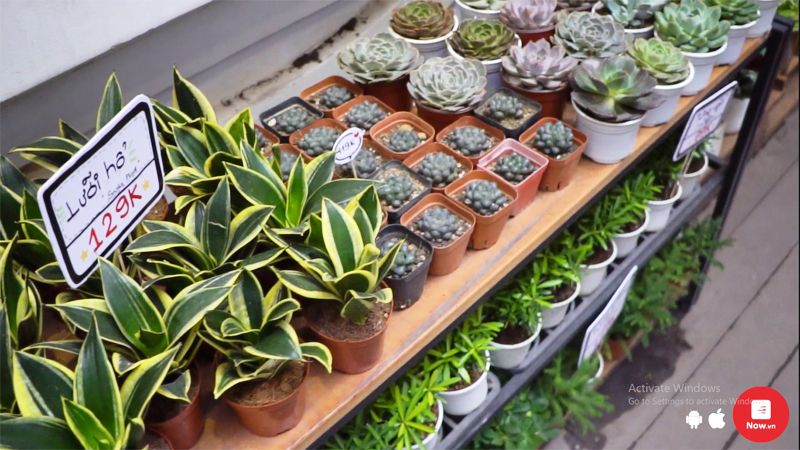 Joy Garden - Cây Và Chậu Quà Tặng