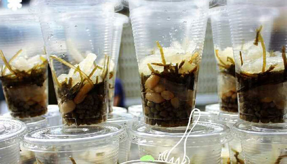 Chè Bưởi Bến Tre