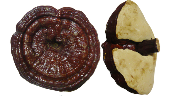 Nấm Linh Chi Hàn Quốc