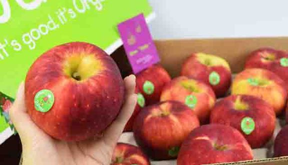 Việt quất Mỹ -  kg