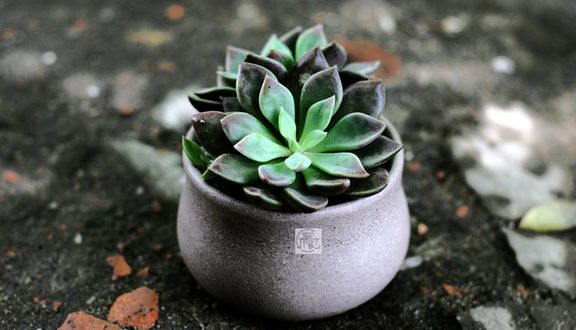 Lưỡi Hổ nước