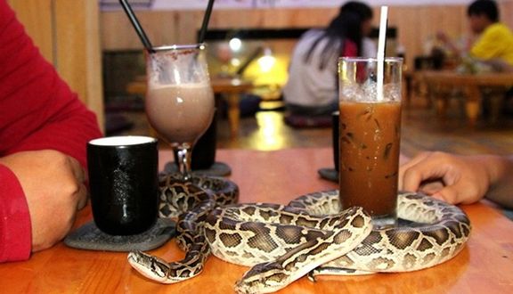 BaBo Cafe - Cafe Bò Sát