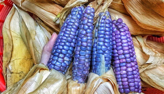 Ngô Nếp Nương - Shop Online